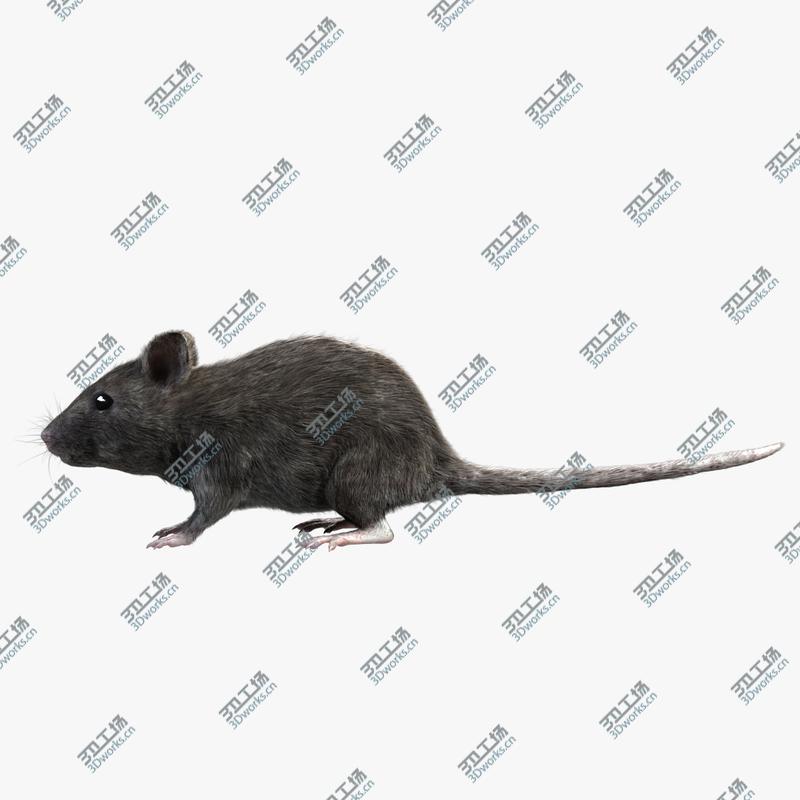 images/goods_img/2021040161/House Mouse - Grey (FUR)/4.jpg